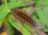 Phragmatobia fuliginosa
